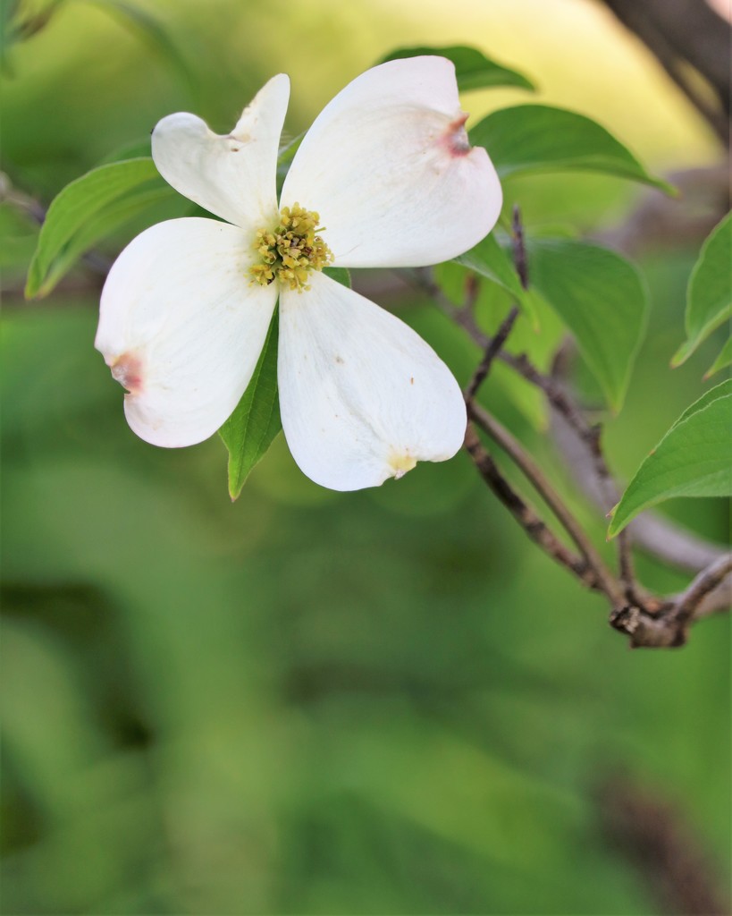 May 7: Dogwood by daisymiller