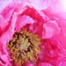 May 6: Tree Peony by daisymiller