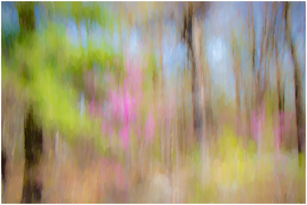 Spring woods by jernst1779