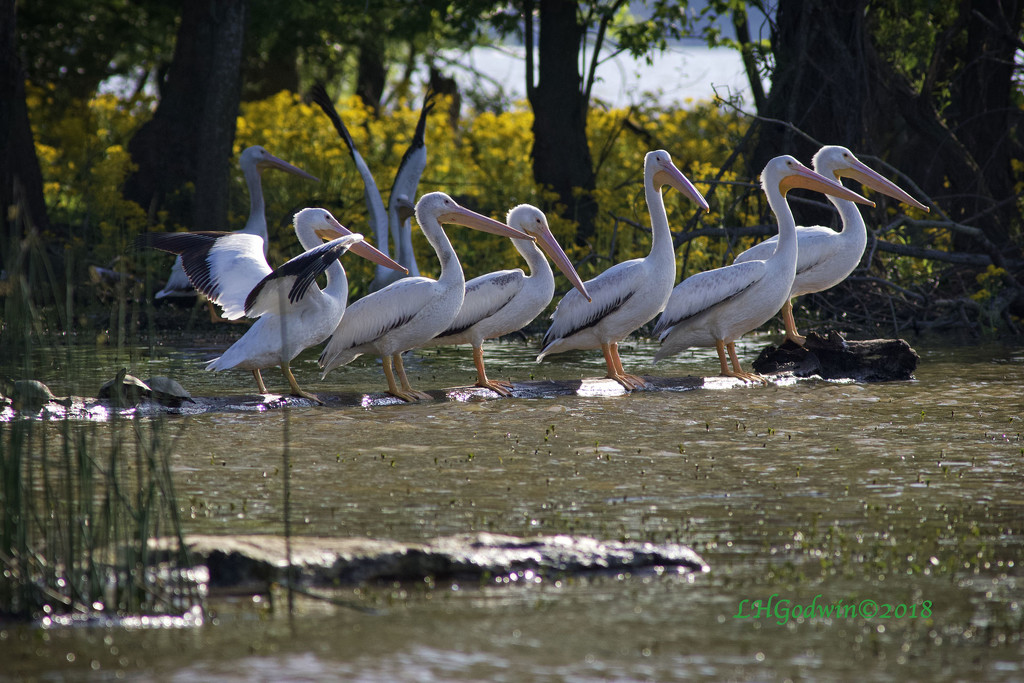 LHG_2723-White Pelicans-Lake Wiess by rontu
