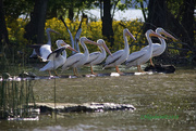 25th Apr 2018 - LHG_2723-White Pelicans-Lake Wiess