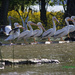 LHG_2723-White Pelicans-Lake Wiess by rontu