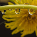 Yellow drops by fbailey