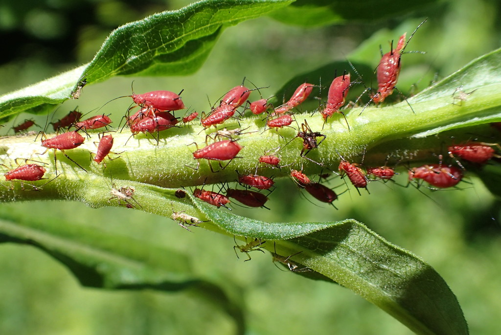 Aphids by cjwhite