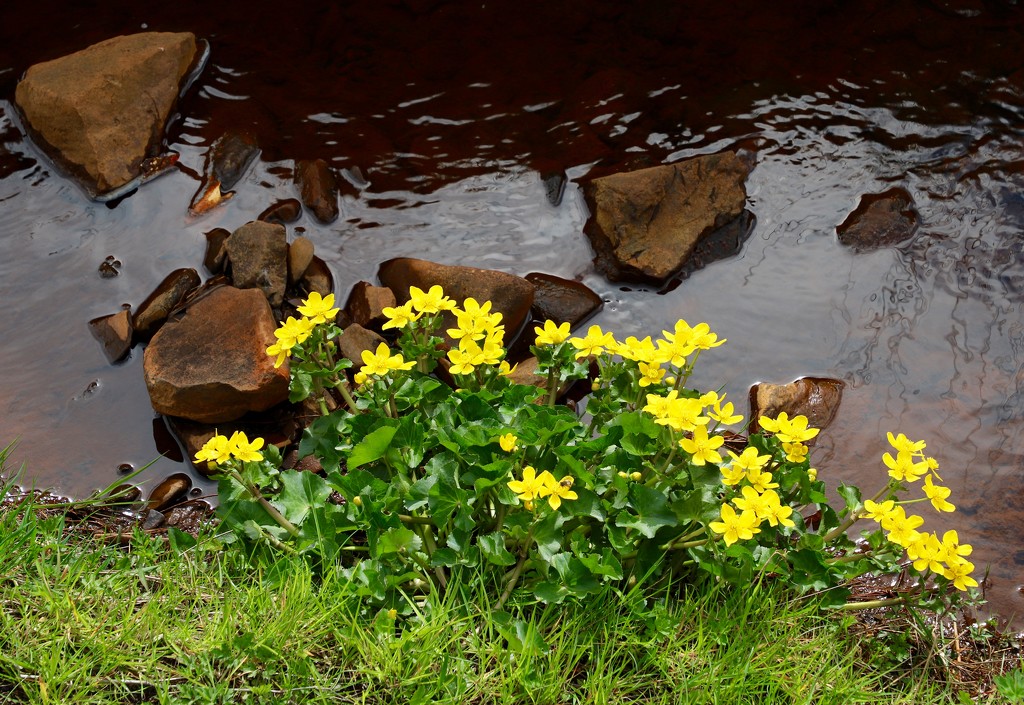 Marsh Marigold by lifeat60degrees