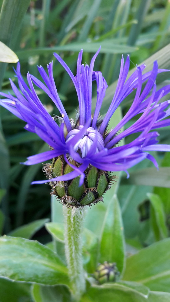 the purple cornflower by ideetje
