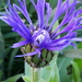 the purple cornflower by ideetje