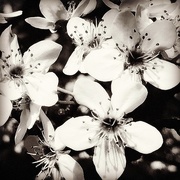 4th May 2018 - Bradford Pear Blossoms In Black & White
