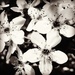 Bradford Pear Blossoms In Black & White by yogiw