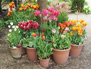 1st May 2018 - Pots of tulips