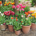 Pots of tulips by josiegilbert