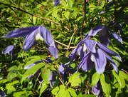 3rd May 2018 - alpine clematis