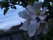 1st May 2018 - Apple Tree Blossom