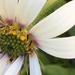 Osteospumum Flower by cataylor41