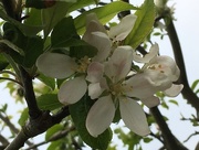 3rd May 2018 - Apple Tree Blossom 
