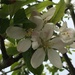 Apple Tree Blossom  by cataylor41