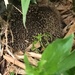 Sleeping Hedgehog  by cataylor41