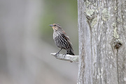 7th May 2018 - Female Red Wing Blackbird!
