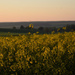 rapeseed field by parisouailleurs