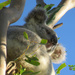 Karla koala by koalagardens