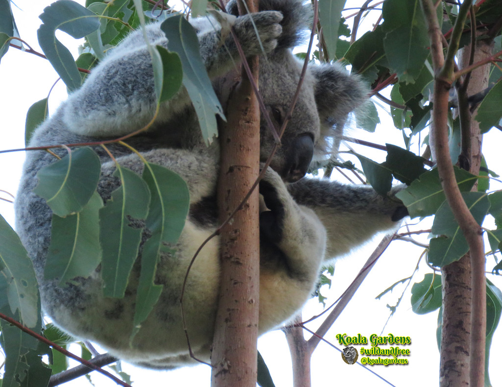 does my bum look wide? by koalagardens