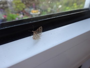 6th May 2018 - see-thru moth