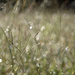 Wet Grass Bokeh by gaylewood