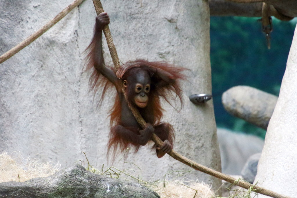  Baby Orangutan On A Rope by randy23
