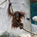  Baby Orangutan On A Rope by randy23