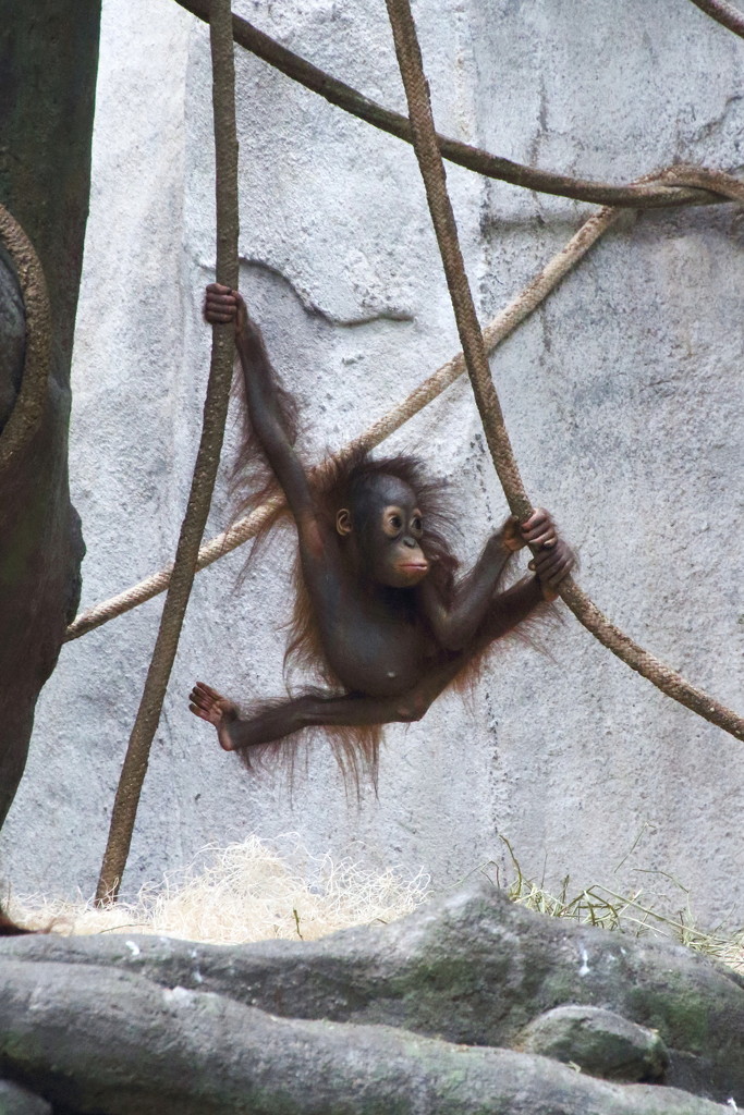 Orangutan Gymnast by randy23