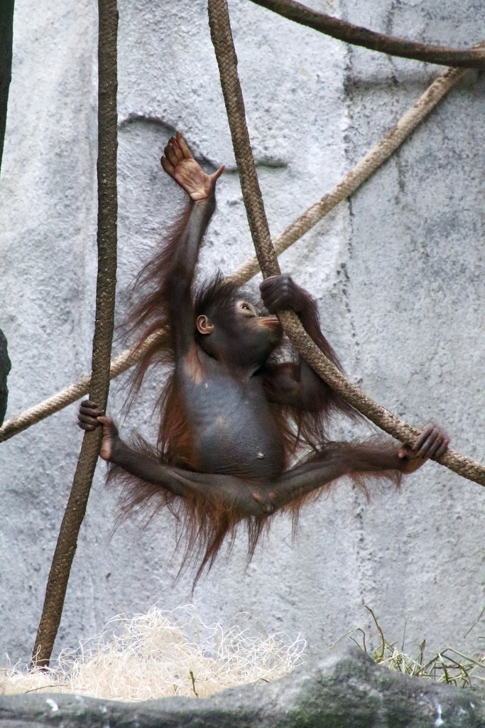 Baby Orangutan Playing by randy23