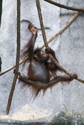 5th May 2018 - Baby Orangutan Playing