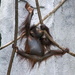 Baby Orangutan Playing by randy23