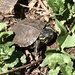 I like turtles  by dakotakid35
