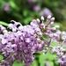 Lilac by sandlily