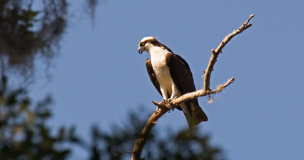 Mr Osprey Standing Guard! by rickster549