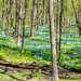 Bluebells creek horizontal Landscape by rminer