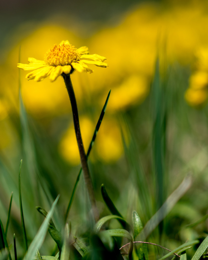 Yellow Flower Portrait by rminer