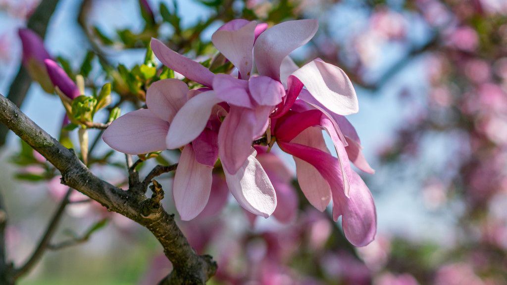 Magnolia Closeup Wide by rminer