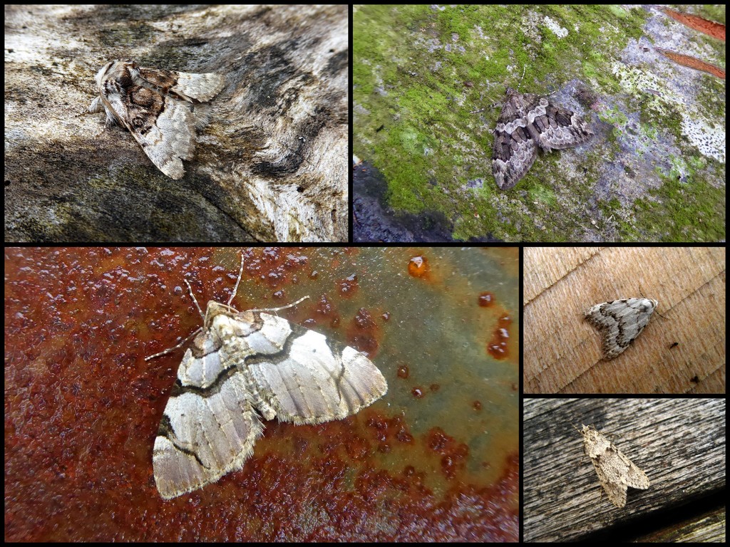 Garden moths 5 by steveandkerry