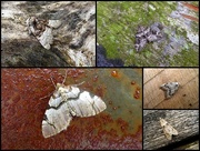 8th May 2018 - Garden moths 5