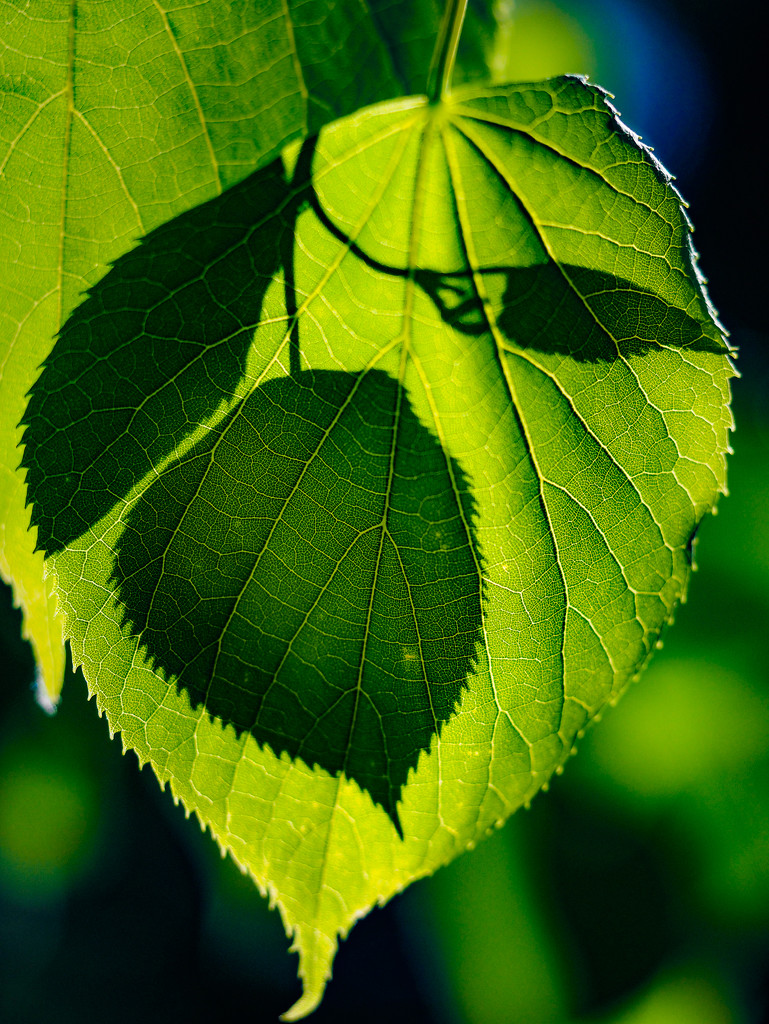 The leaf by haskar