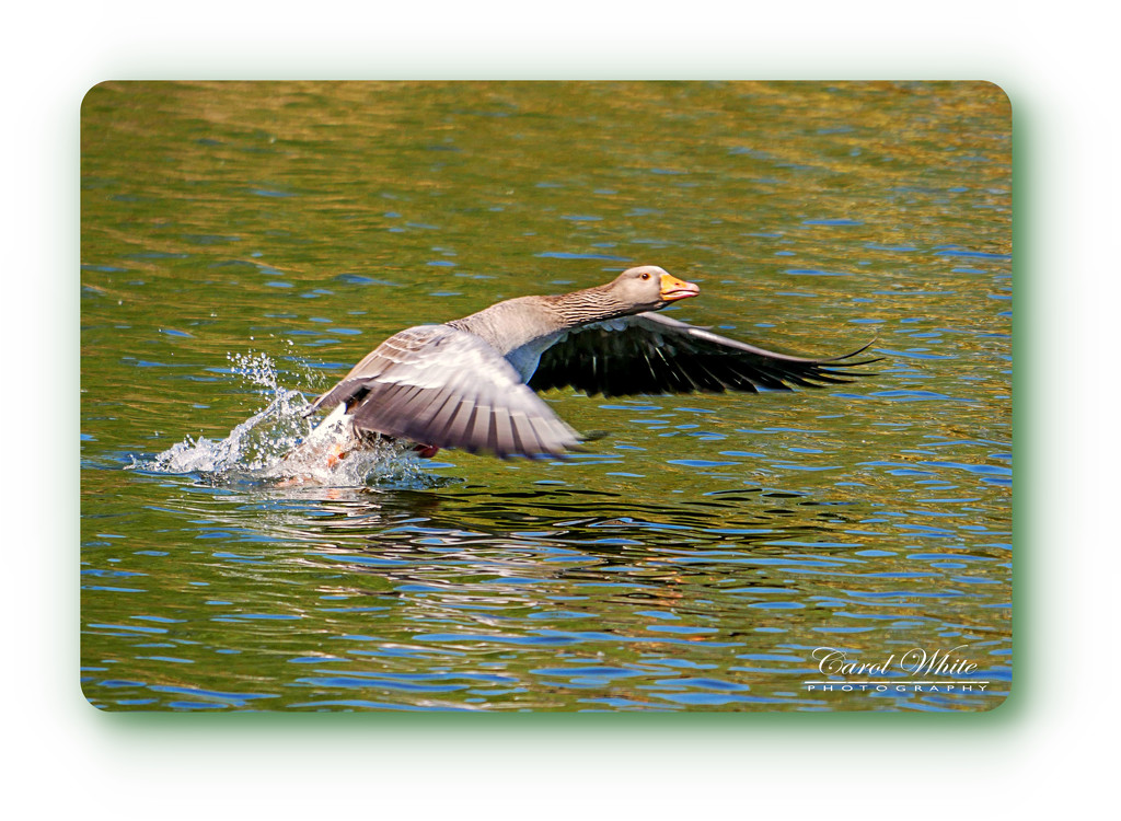 Greylag Goose Taking Flight by carolmw
