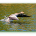 Greylag Goose Taking Flight by carolmw