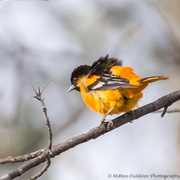 6th May 2018 - Baltimore Oriole