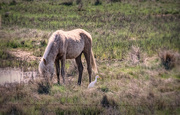7th May 2018 - Of horses and birds