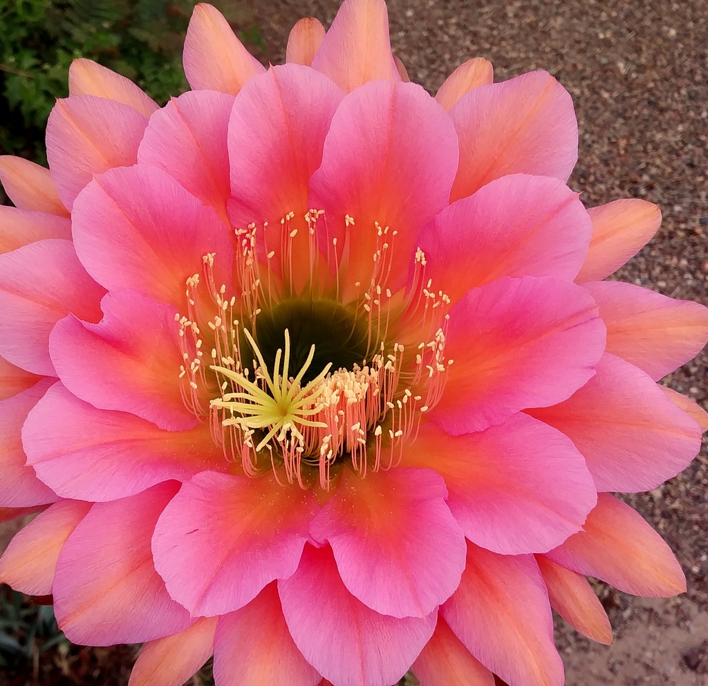 Pink Cactus Flower by stownsend