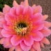 Pink Cactus Flower by stownsend