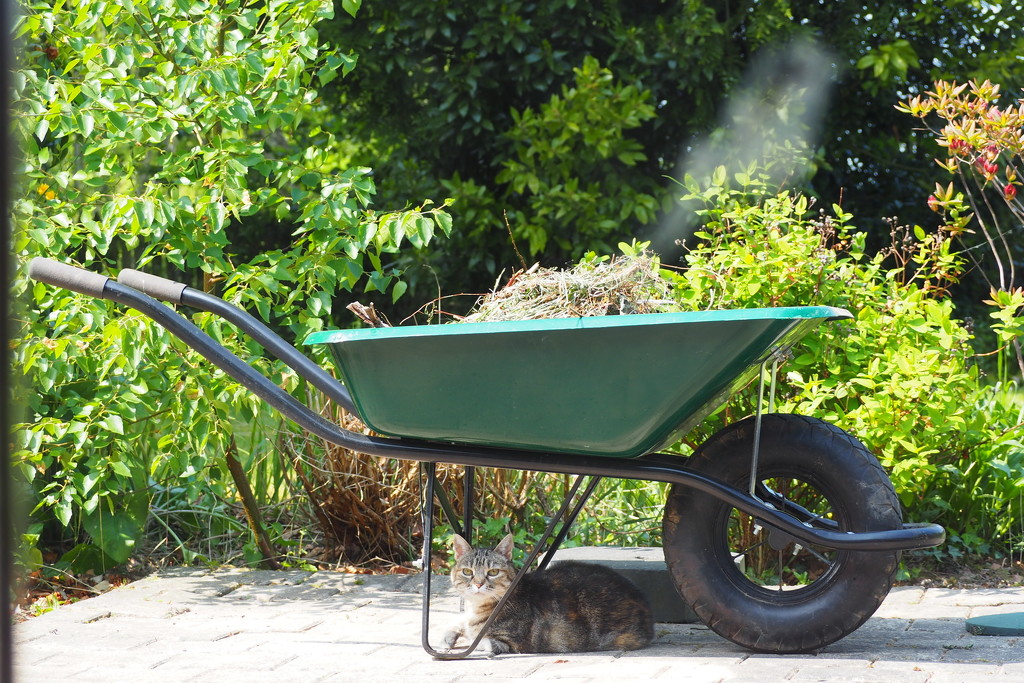Cat under hot tin wheelbarrow by s4sayer