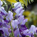 Purple Shades of Wisteria by seattlite